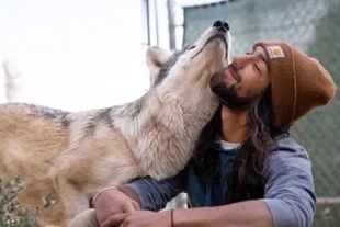 ¿Las mascotas del futuro? revelan que los lobos pueden sentir afecto por las personas
