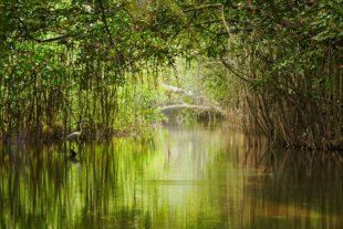 Ecuador destinará 4 millones de dólares para proteger y conservar sus manglares, ecosistemas clave frente al cambio climático y sustento de miles de comunidades costeras.