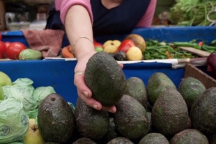 Aguacate por los cielos, es el producto con mayor alza