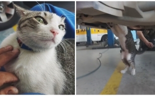 Michi chambeador; gatito conquista las redes por su empleo como “mecánico”