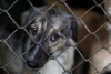 Gobierno del Estado de México firma decálogo para atender el maltrato animal