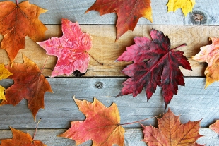Estudio revela que el cambio climático podría cambiar los colores del otoño
