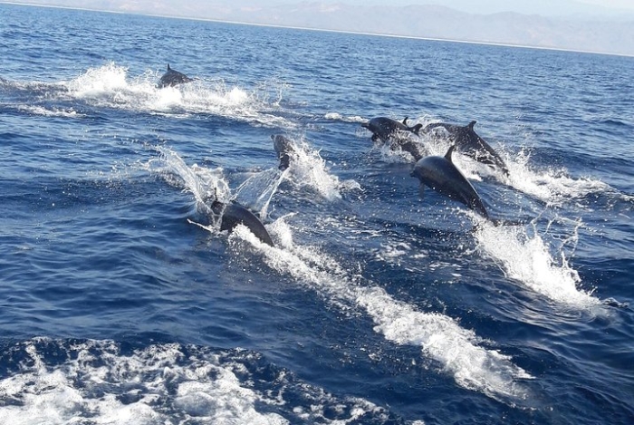 ¡¿QUÉ?! Los delfines tendrían un séptimo sentido que los ayuda a cazar