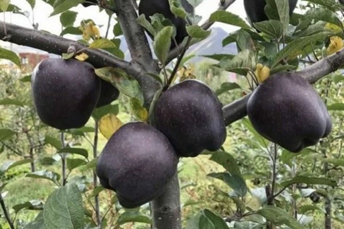 Las manzanas negras son reales