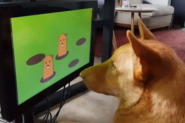 ¿Videojuegos para perros? La empresa Joipaw los hace realidad
