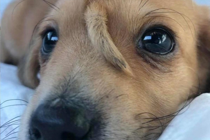 El &#039;perrito unicornio&#039; con colita en la cara