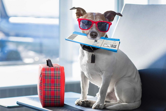 “SrPerro”: la app que necesitas para viajar con tu mascota