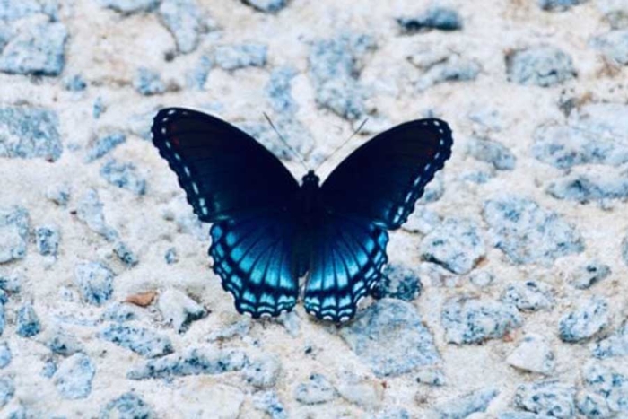 ¿Volverá? Por primera ocasión, secuencian el genoma de la extinta mariposa Xerces Blue