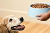 Mitos sobre la alimentación en nuestras mascotas