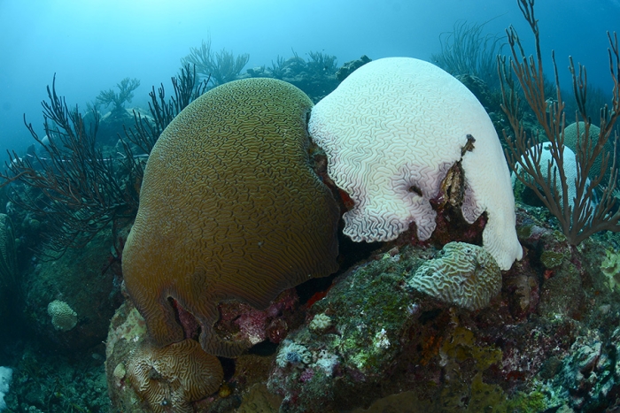 Se ha documentado un blanqueo masivo de corales en, al menos, 83 países alrededor del planeta