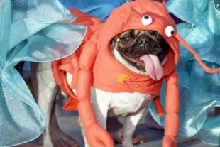 Participar en “Pugween” es totalmente gratuito