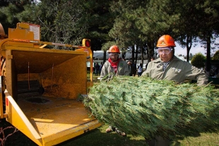 ¡Que no se te pase! Inicia la Campaña de Reciclaje de Árboles de Navidad 2023