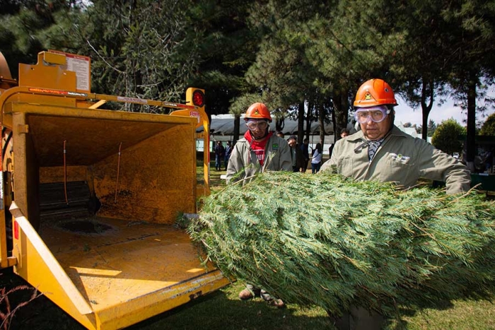 ¡Que no se te pase! Inicia la Campaña de Reciclaje de Árboles de Navidad 2023