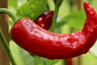 Comer chile podría reducir el riesgo de padecer cáncer, afirman estudios