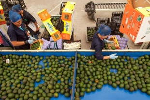 Valor de exportaciones agroalimentarias, el más alto en 29 años