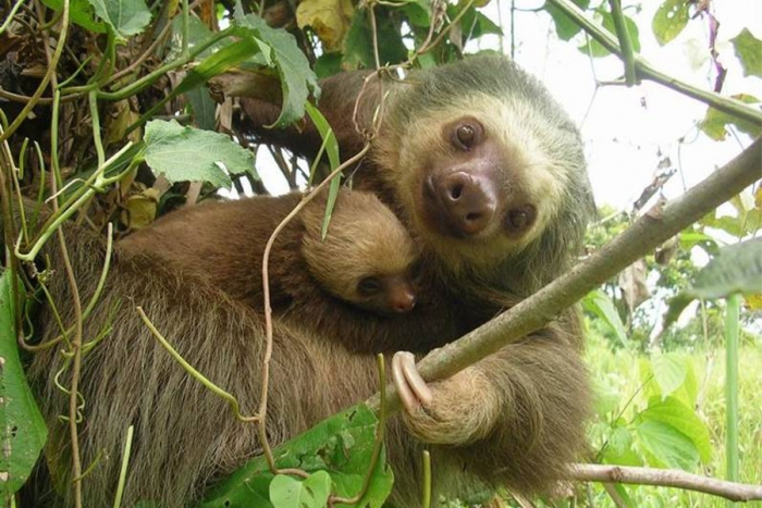 El perezoso se convierte en el nuevo símbolo nacional de Costa Rica