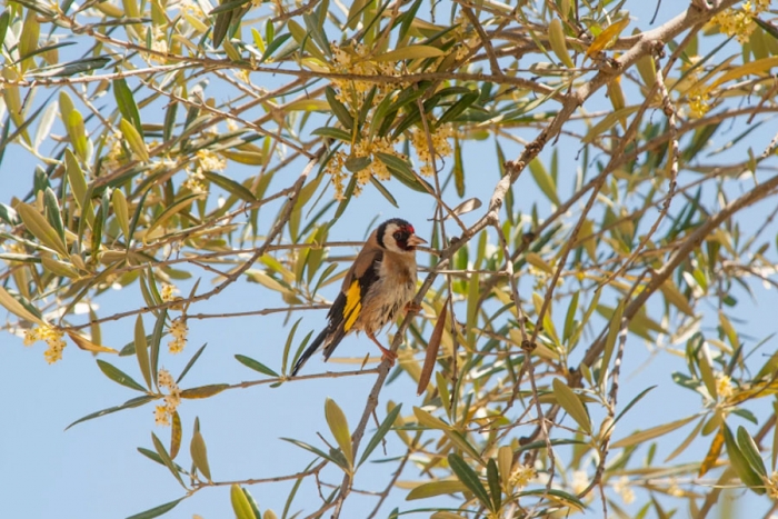 La recolección de aceituna acaba con millones de aves cada año