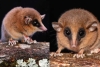 Nueva especie de marsupial descubierta en los Andes refuerza la urgencia de protegerlas