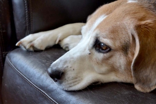 Tus mascotas también tendrán su nueva normalidad ¡conócela!