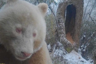 Captan en China al único panda blanco en el mundo