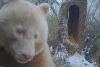 Captan en China al único panda blanco en el mundo