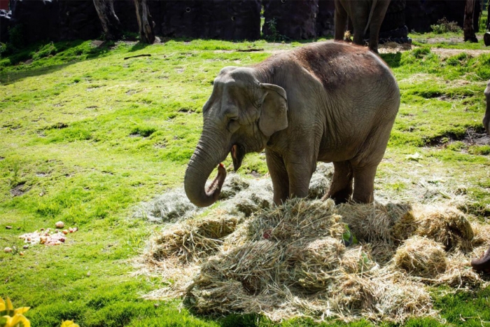 ¡Adiós, Safari! Aplican eutanasia a elefante en Zacango