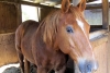 Los ojos de los caballos reflejan su estrés