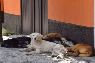 Reportan envenenamiento masivo de perros en Veracruz