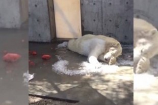 Osa Polar en cautiverio se rehúsa a dejar el hielo que le queda