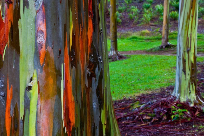 El Eucalipto Arco Iris, uno de los árboles más bellos del mundo