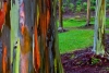 El Eucalipto Arco Iris, uno de los árboles más bellos del mundo