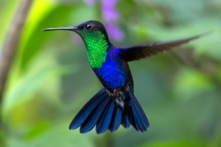 Descubren que los colibríes ven la luz ultravioleta