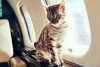 Crece el número de pasajeros que viajan con sus mascotas en jets privados