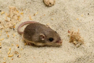 Un ratón de bolsillo del Pacífico promedio puede medir entre 10 y 15 centímetros,