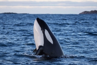 Orcas se divierten con sus presas porque en el océano no hay mucho con qué jugar