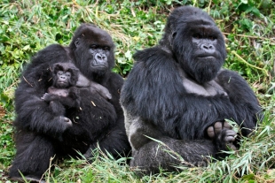 Por primera vez, científicos observan a un grupo de chimpancés atacando a gorilas