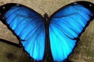 Costa Rica se convierte en líder mundial en la exportación de mariposas
