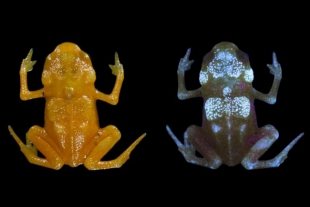 Descubren que unas ranas tienen huesos fluorescentes