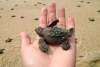 Denuncian a trabajadores por destruir nidos de tortugas en playas de Cancún