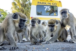 Grupo de monos verdes se adueña de estacionamiento en Florida