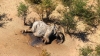 Misteriosa muerte de seis elefantes en Zimbabue preocupa a conservacionistas