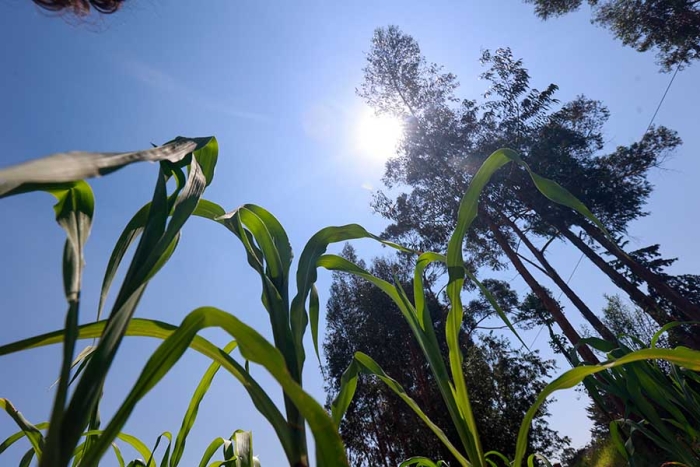 El seguro catastrófico para productores del campo quedará suspendido