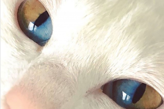 Una gatita con los ojos mitad verde y mitad azul