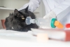 Asma felino: ¿Qué es y cómo puedo prevenirlo?