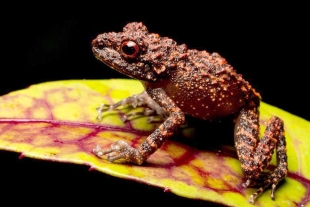 Con verrugas y ojos rojos: así es la nueva especie de rana descubierta en Madagascar