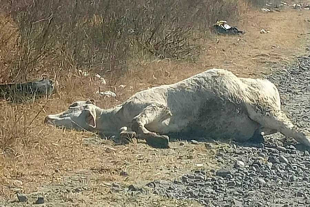 Los animales permanecen sobre una calle de terracería