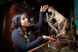 Se cuenta con un ejemplar en taxidermia de un mono araña de edad joven debido a su tamaño; en la actualidad es una especie en peligro de extinción.
