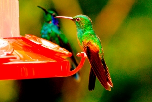 4 razones para tener un bebedero de colibríes