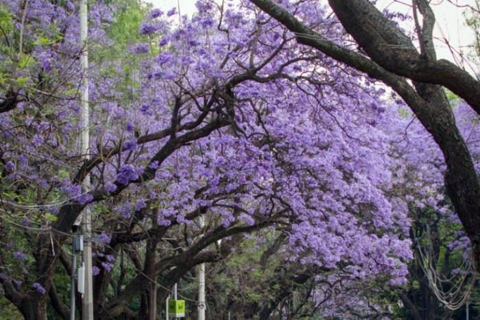 El jardinero japonés que llenó Ciudad de México de jacarandas