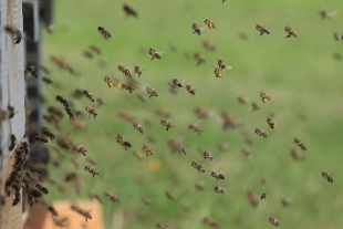 Entrenan a grupo de abejas para detectar muestras infectadas por Covid-19